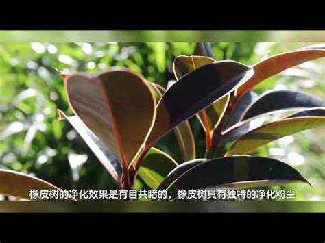 橡皮樹風水|橡皮樹風水：招財招福的幸運植物 – 植物盆栽綠寶典